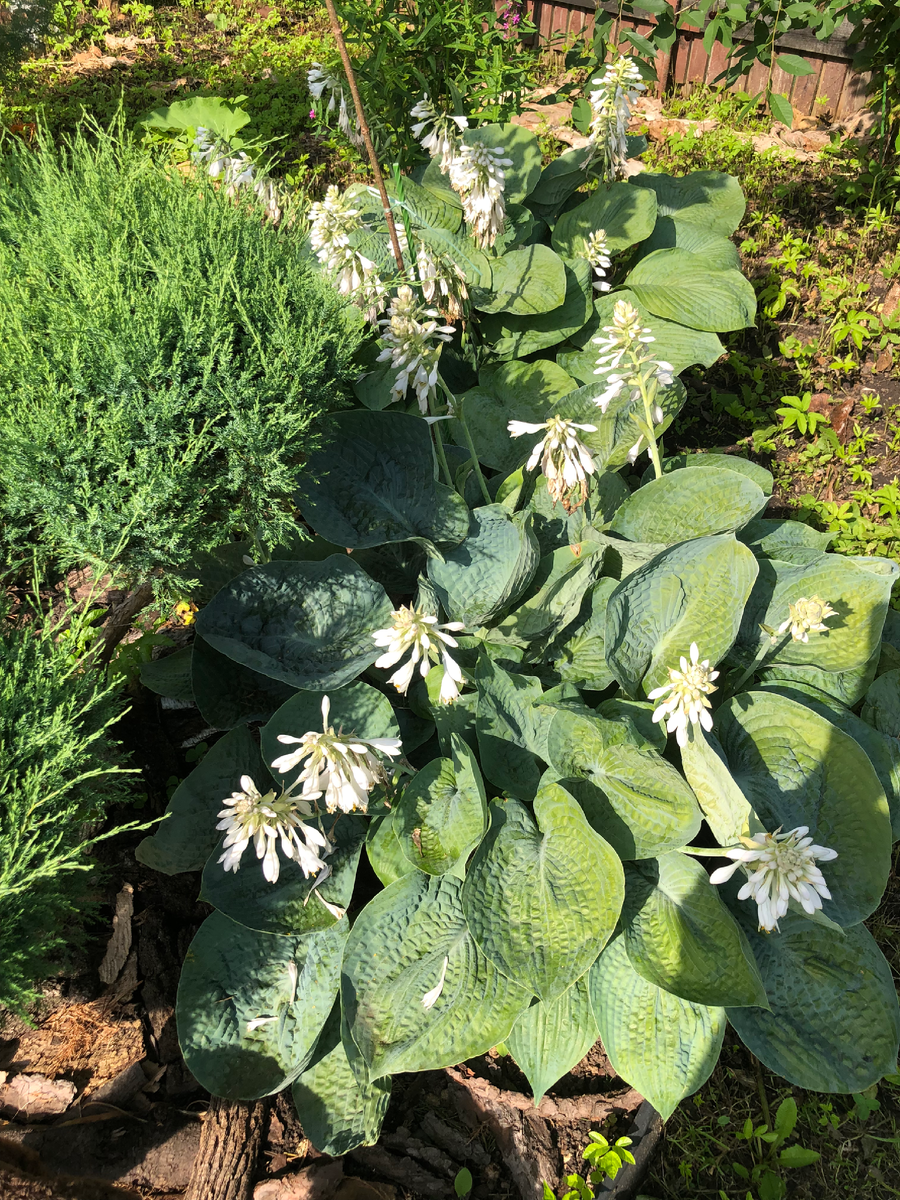 Вот эти хосты уже надо делить и рассаживать на новые места, июль 2025