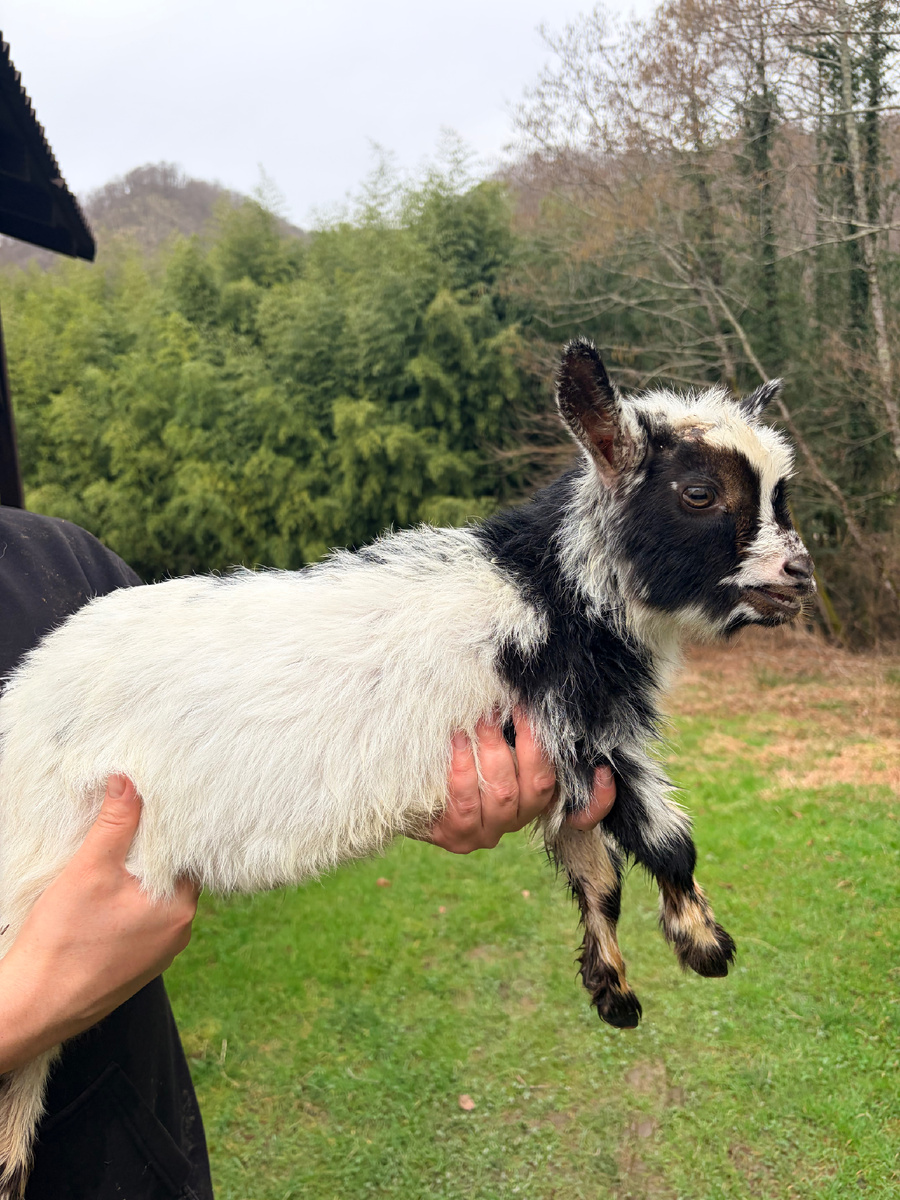 На фото козленок камеруно-нигерийский.