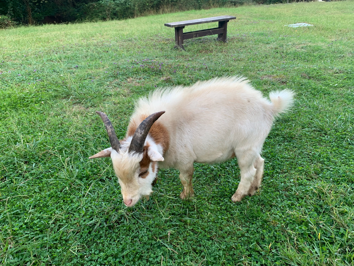 Наш мини карлик - Зевс.