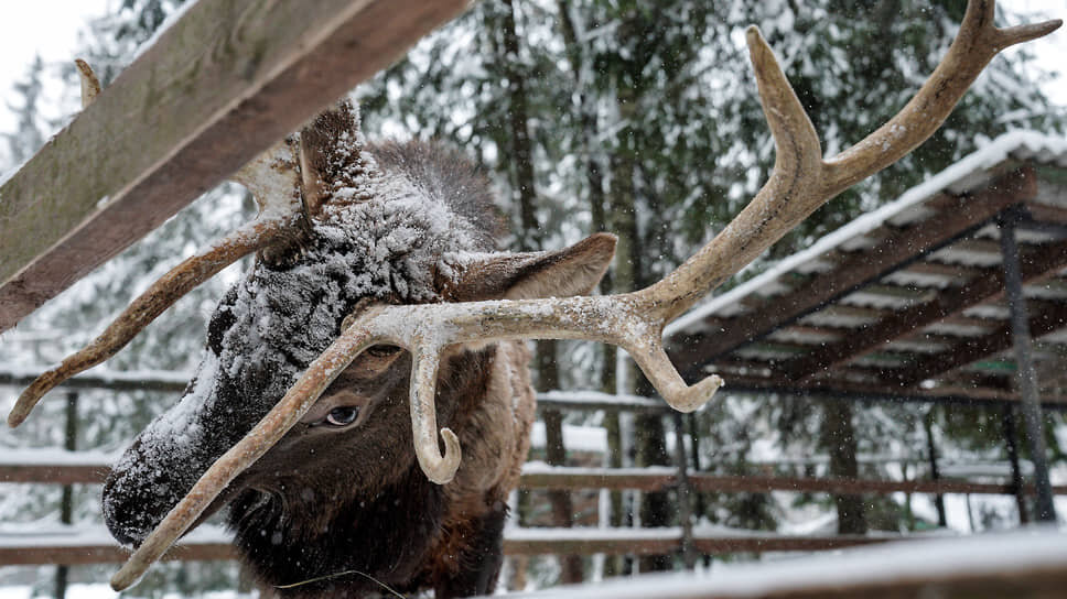 Фото: Пелагия Тихонова / Коммерсантъ