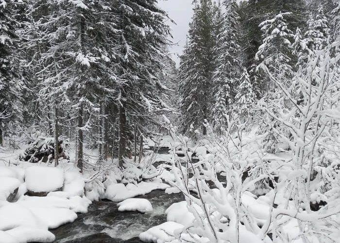    Telegram канал «UralMash»