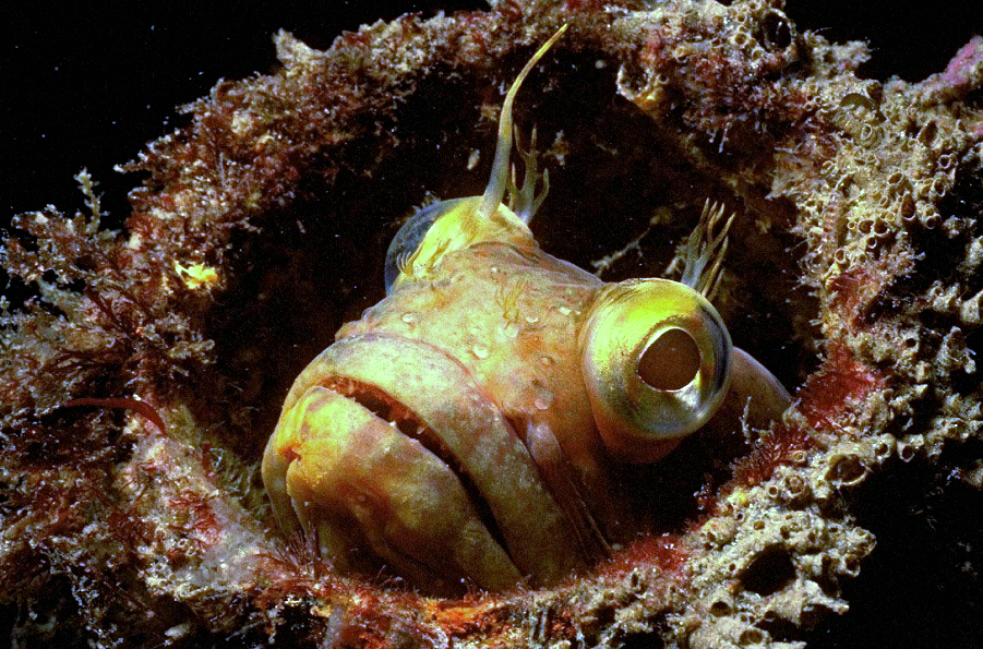 Лат. Neoclinus blanchardi. Источник фото: ochevidets.ru