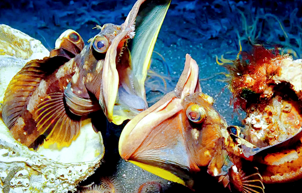 Снимок: newscientist.com