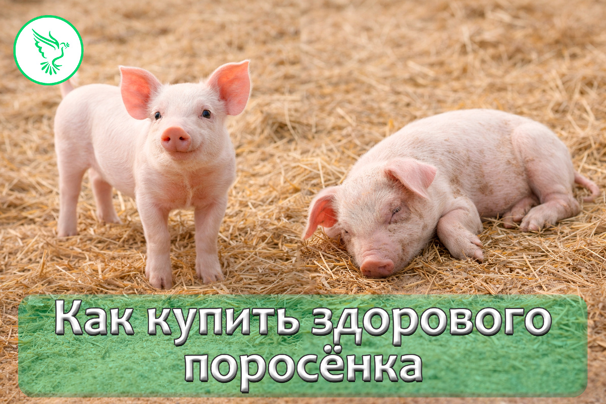 На что обратить внимание при покупке поросёнка?