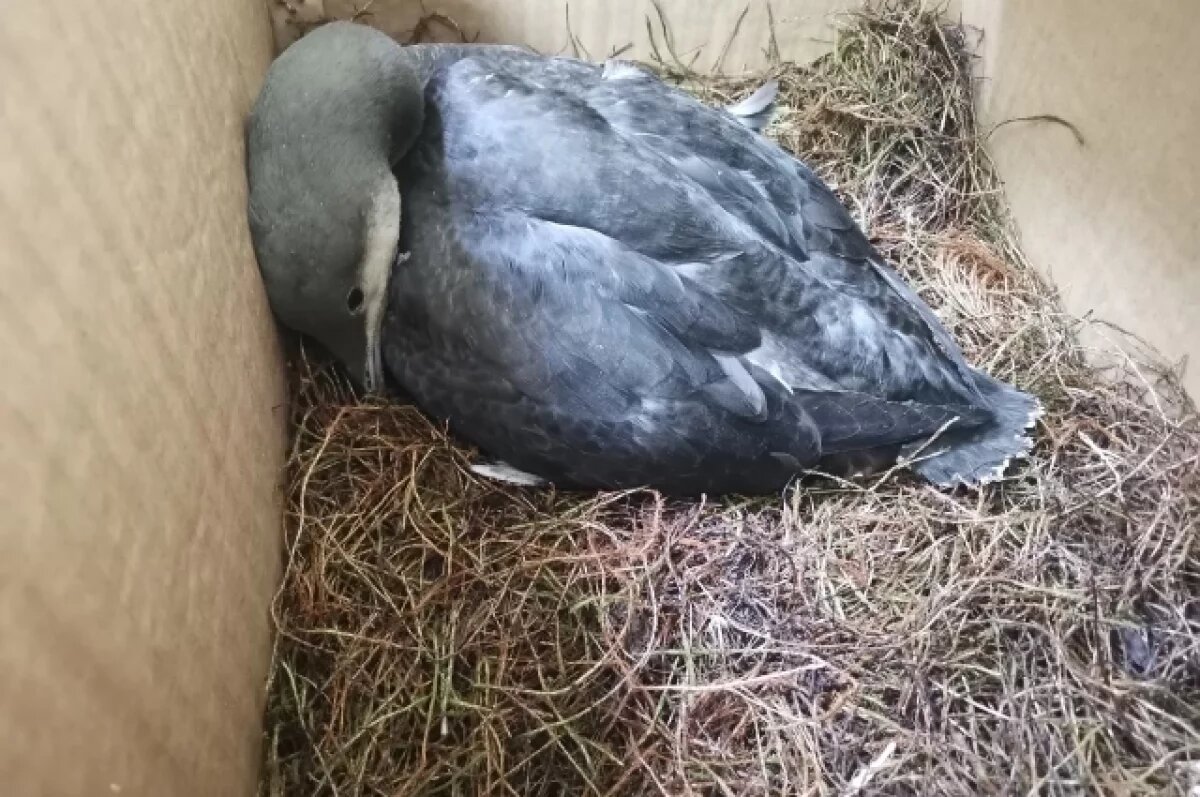    Умерла найденная в Коми в январе краснокнижная гагара