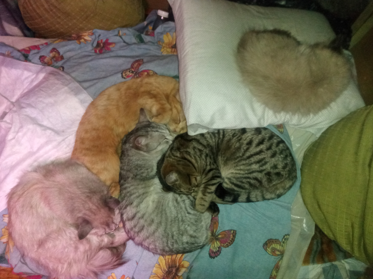 На подушке (моей!) хитрый маленький Тихон. Вчера.