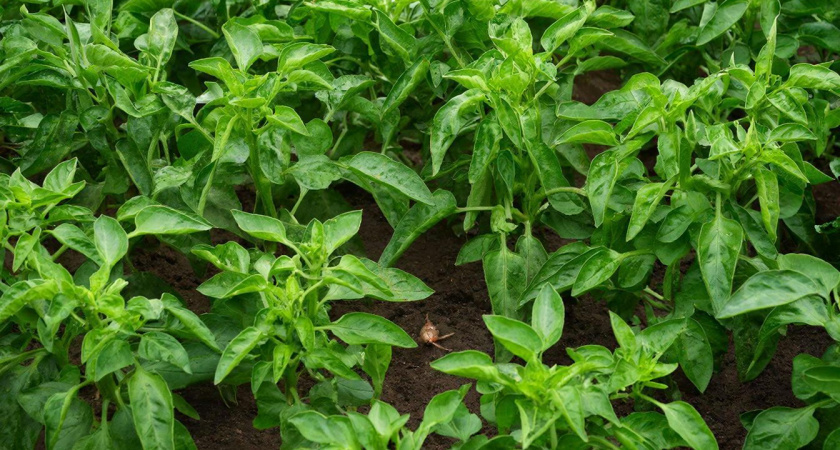    нейросеть shedevrum