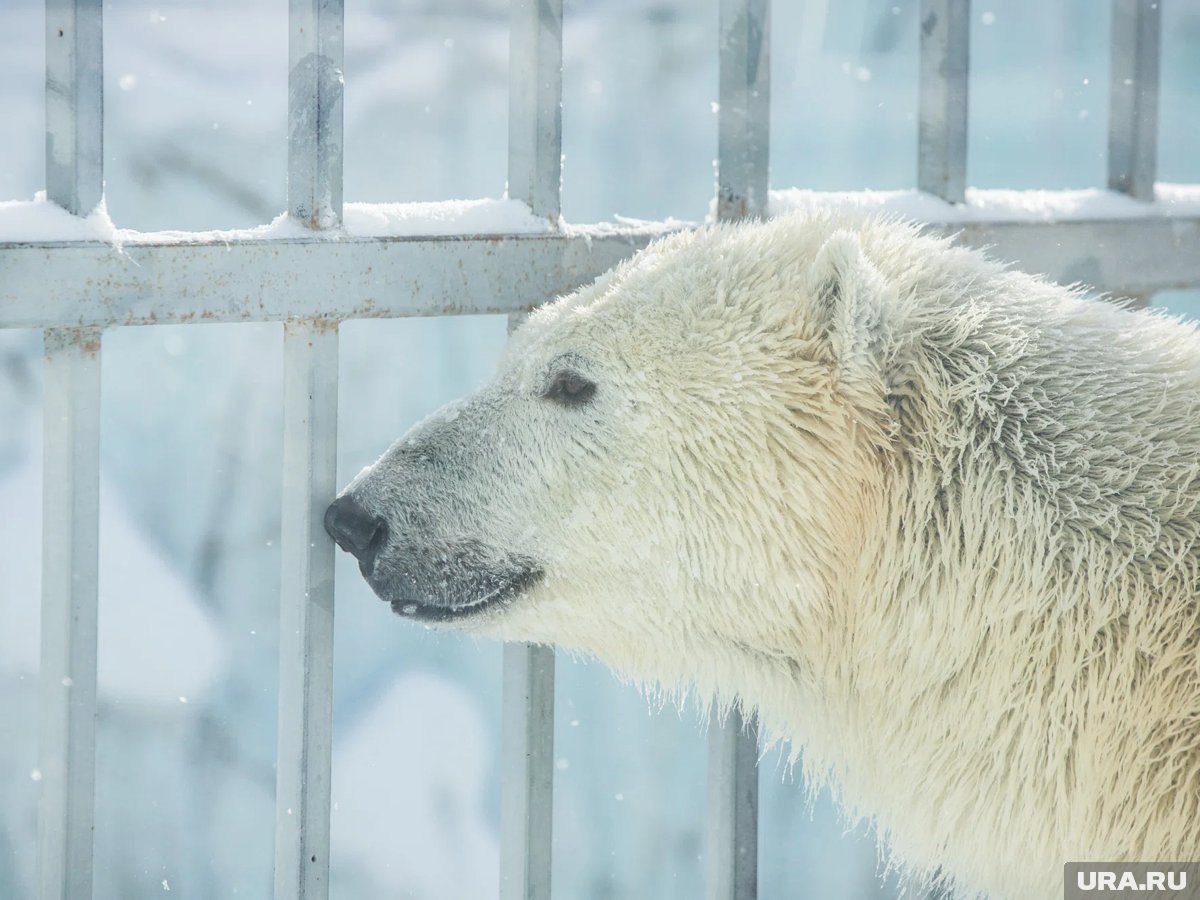     В зоопарке отметили Международный день полярного медведя