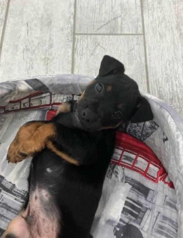 Первые часы жизни в новой семье. Вокруг все новое неизведанное.