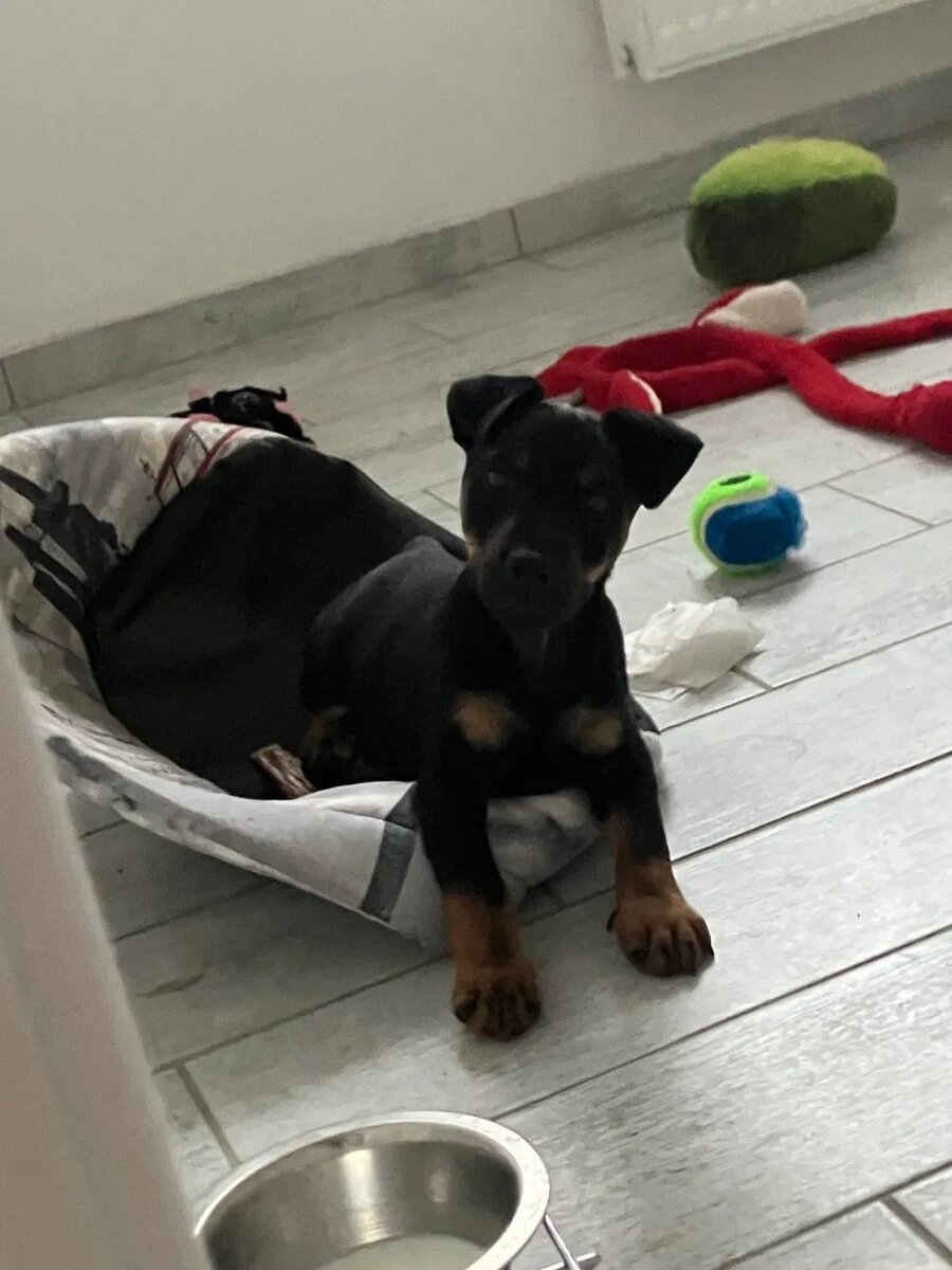 В возрасте 2-х месяцев на уме у Ягдтерьера: еда, игра и короткий сон.