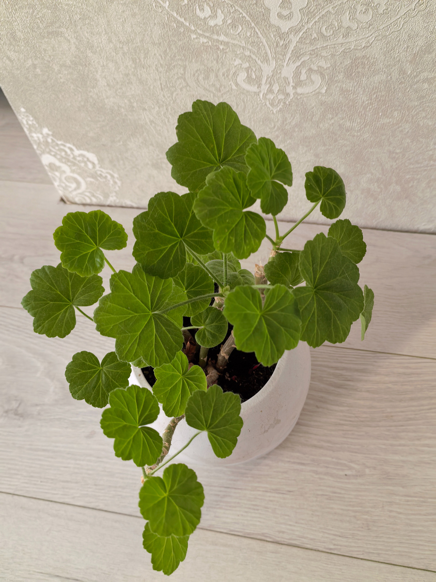 Кустик пеларгонии после осенней обрезки "на пенек"