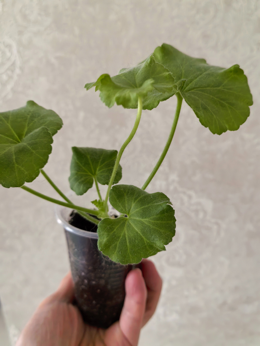 Укореняю черенки пеларгоний сразу в грунт