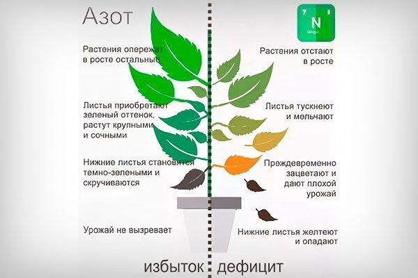 Дефицит азота у растений: как распознать и чем подкормить сад в начале весны