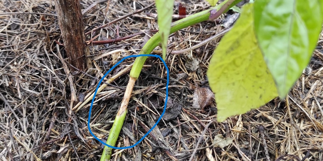 Проблемы после высадки рассады в теплицу - прикорневая гниль