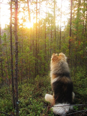 Фотографии Татьяны Немшановой разных лет. Тайга Крайнего Севера Западной Сибири ХМАО Югра, лес северный таёжный. Лайка Крайнего Севера Западной Сибири ХМАО Югра ненецкая пушистая северная Дружок. Закат солнца в тайге Крайнего Севера. 