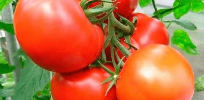 томат "Ажур F1"