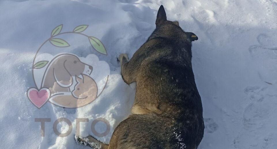    Приют для животных «Того», г. Челябинск