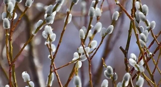 Верба: почему я влюбилась в этот весенний символ и как заставить её цвести дома