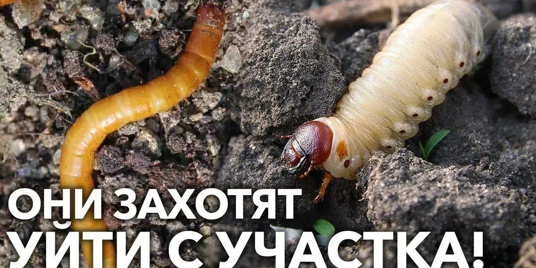 Обработка почвы от проволочника и медведки: превентивные меры в марте