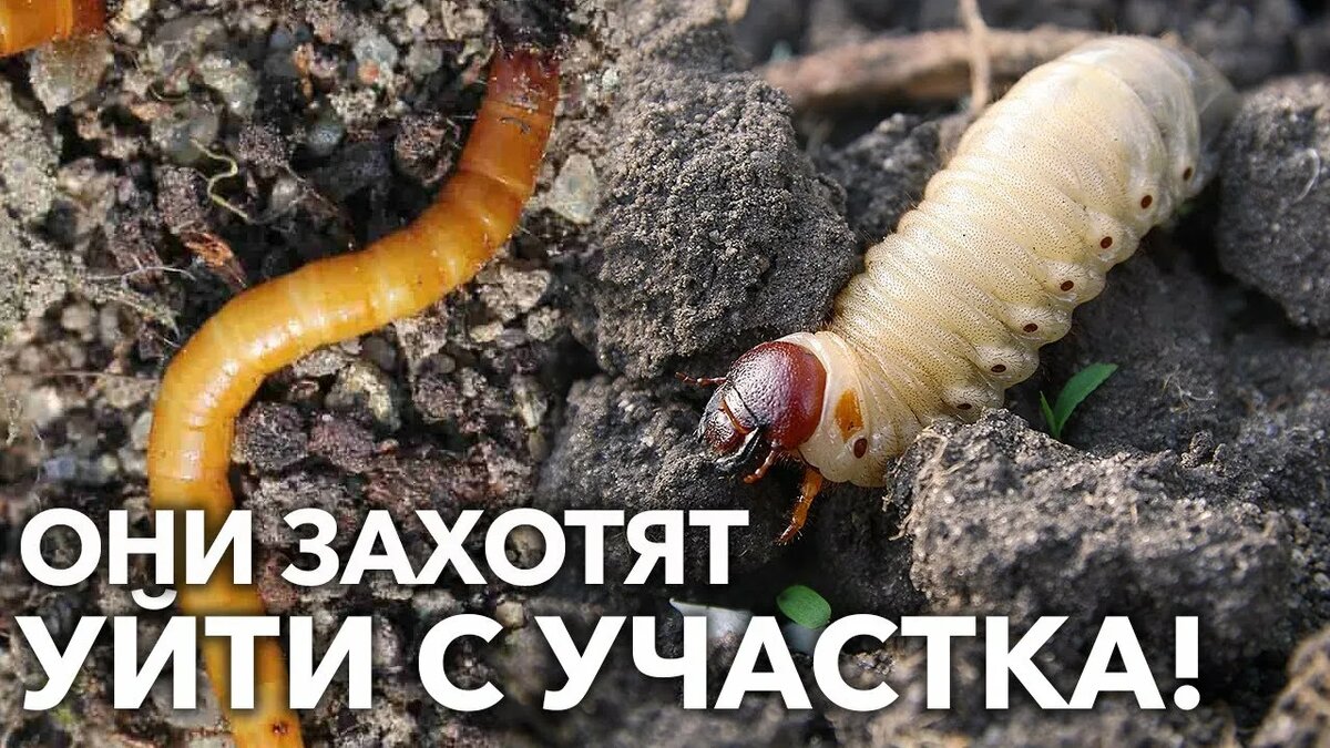 Обработка почвы от проволочника и медведки: превентивные меры в марте