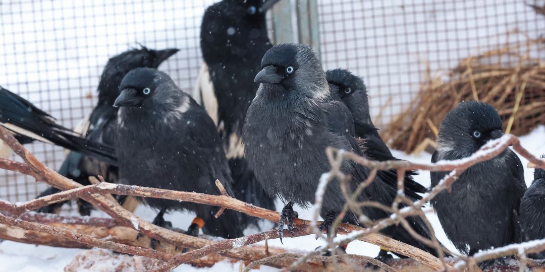 В детстве птенцы врановых птиц очаровательно голубоглазы