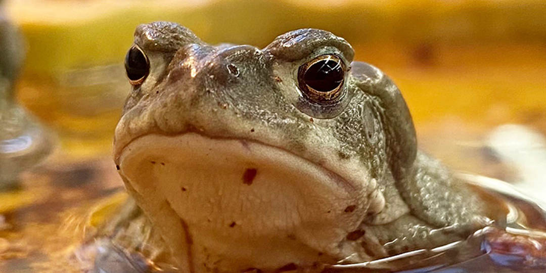 ТА САМАЯ ЖАБА ИЗ ФИЛЬМА