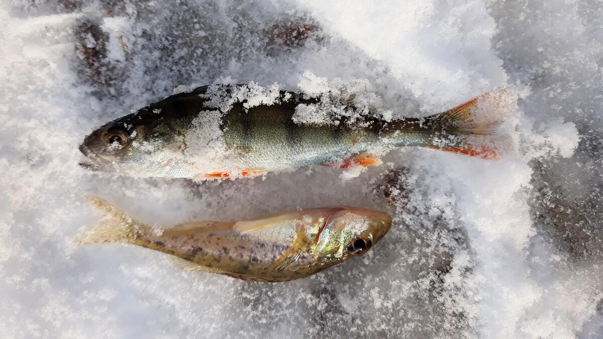    Фото: Zamir Usmanov/globallookpress.com