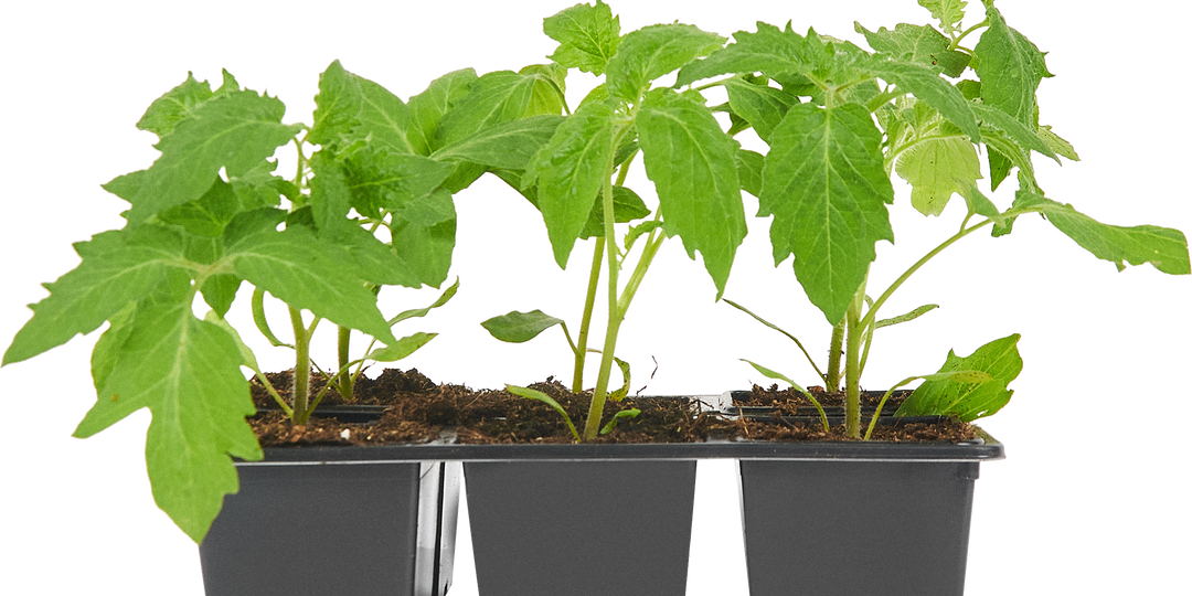 Когда сажать томаты на рассаду в марте: сроки для теплицы и открытого грунта