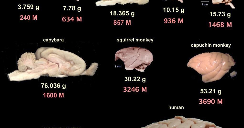 Сколько нейронов в мозге человека?