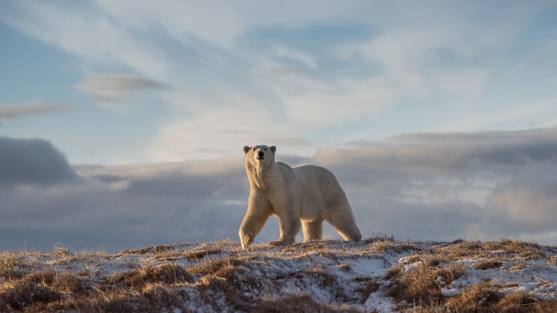 Мишка на льдине: 10 принципов жизни полярного медведя