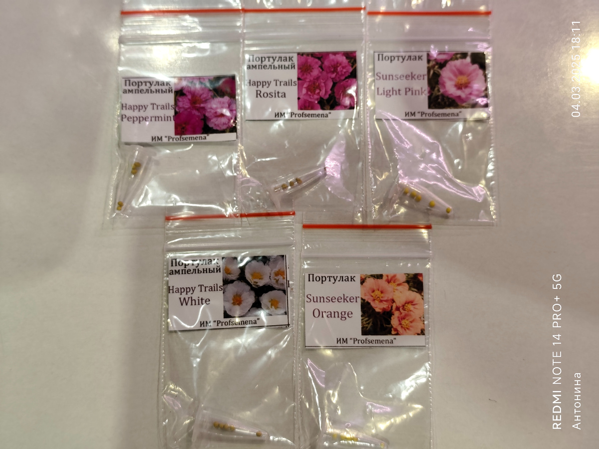 Портулак, который сеяла на рассаду в прошлом сезоне.