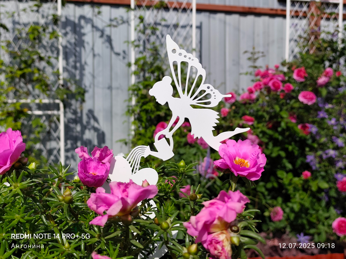 Портулак в кашпо. На заднем плане английская кустовая роза Габриэль Оак и клематис Арабелла.