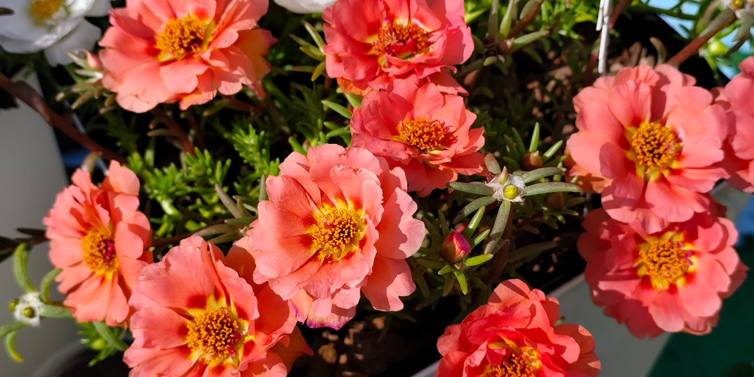 Контейнерный сад. Портулак в кашпо