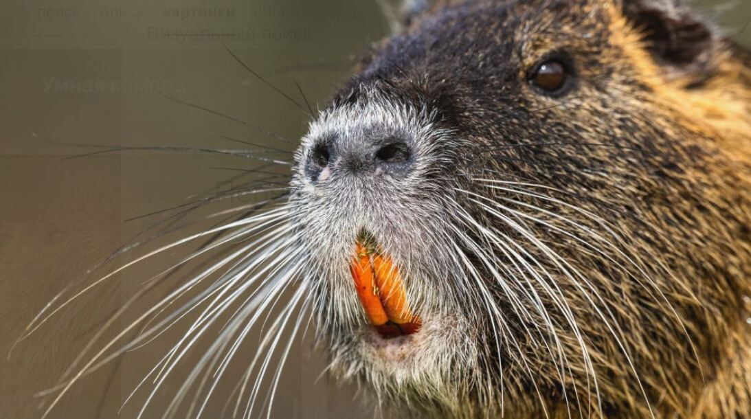 Зубы - главный инструмент бобра. Четыре сантиметра острейших резцов, которые растут всю жизнь и стачиваются о деревья.