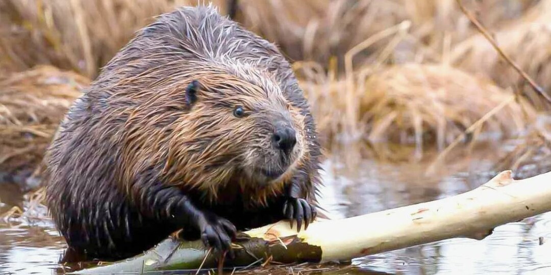 Бензопила в пасти: почему бобр не так безобиден, как кажется