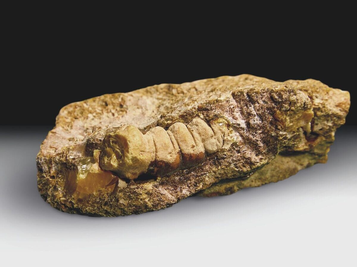    Янтарь в форме слепка личинки древнего жука, найденный во время сортировки на Янтарном комбинате "Ростеха" | © Фото : Калининградский янтарный комбинат