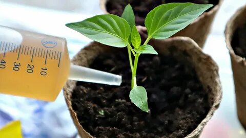 Выращивание крепкой рассады перцев в марте: пикировка, подсветка и подкормки