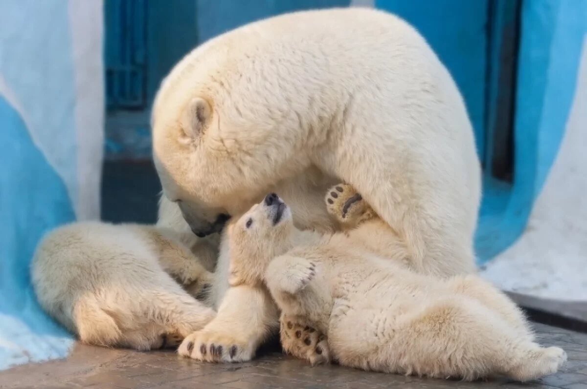    В День белого медведя вспомнили историю мишек из Новосибирского зоопарка