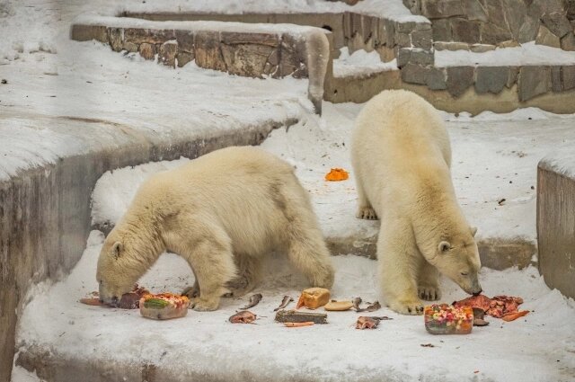    Фото: Новосибирский зоопарк/ А. Лаптенко