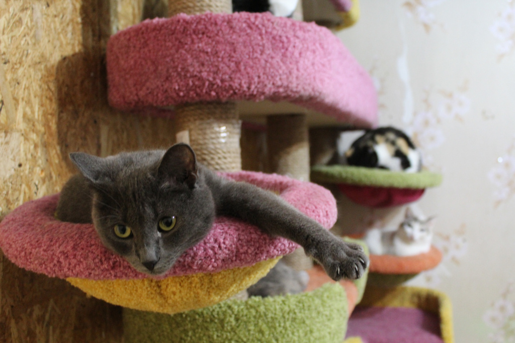    Суд Сургута решил судьбу «кошачьей» квартиры