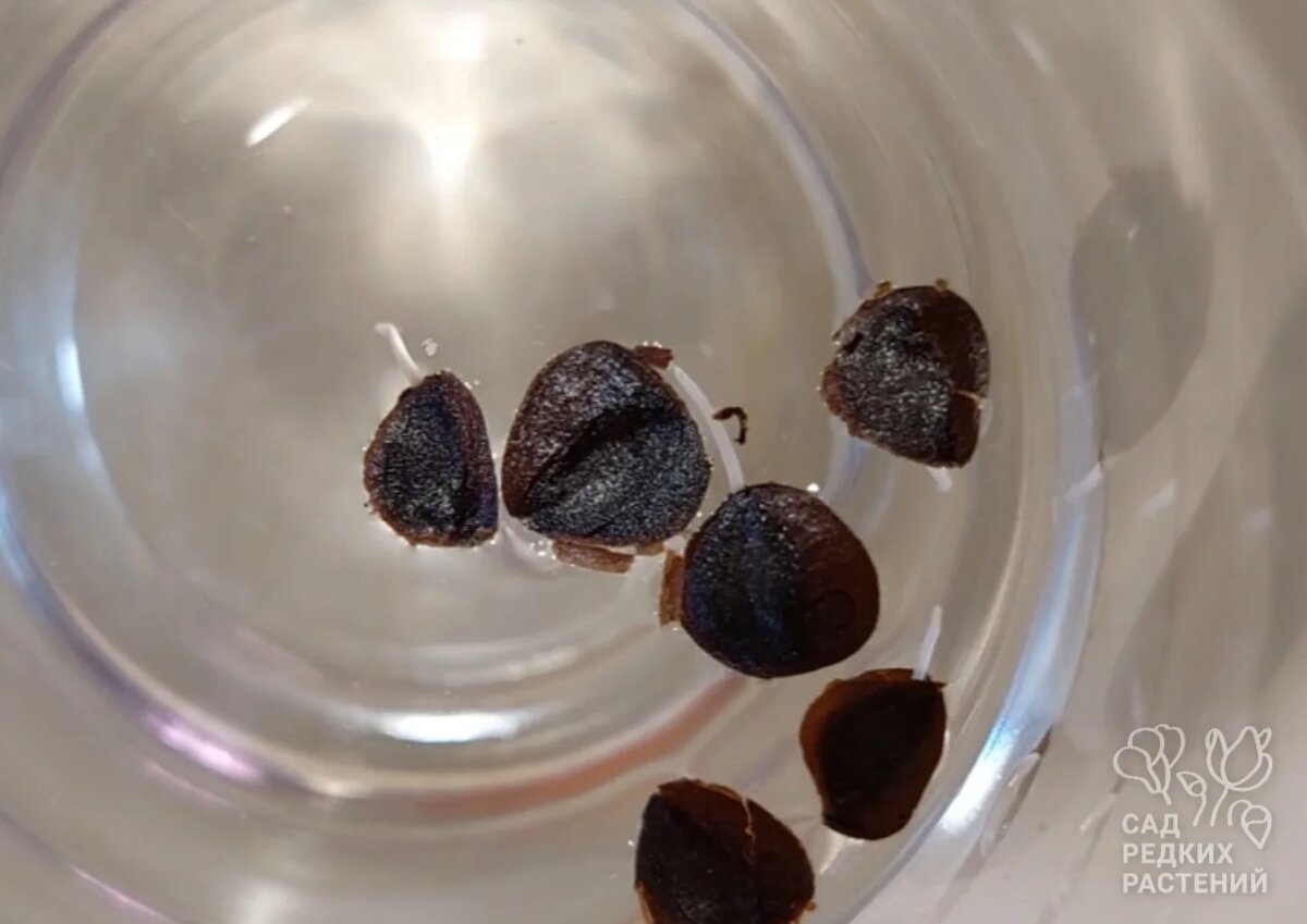 Семена альбуки спиральной прорастают на воде