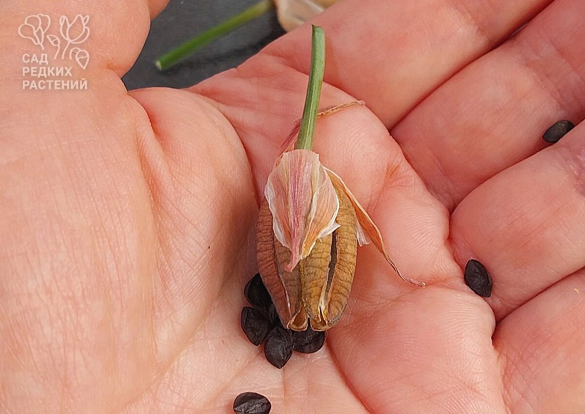Семена альбуки спиральной