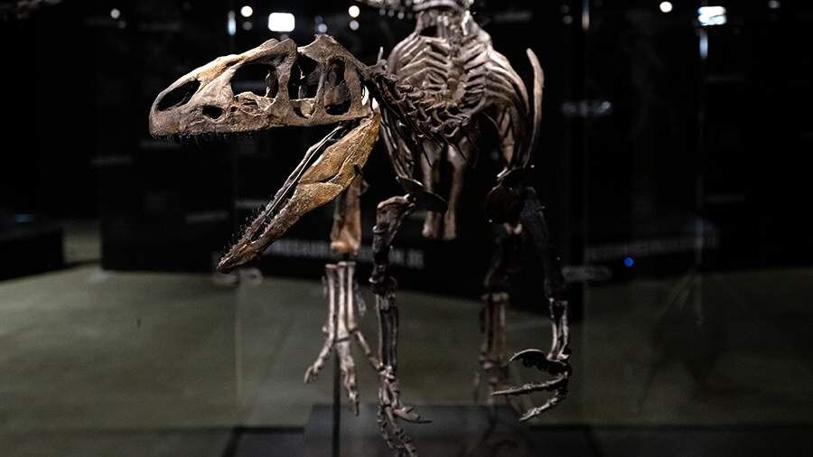    Фото: Global Look Press/Sven Hoppe/dpa