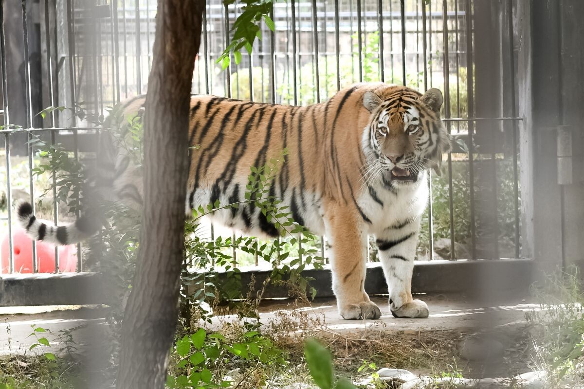    Фото: воронежский зоопарк