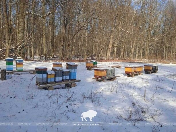  © Национальный парк «Беловежская пуща»