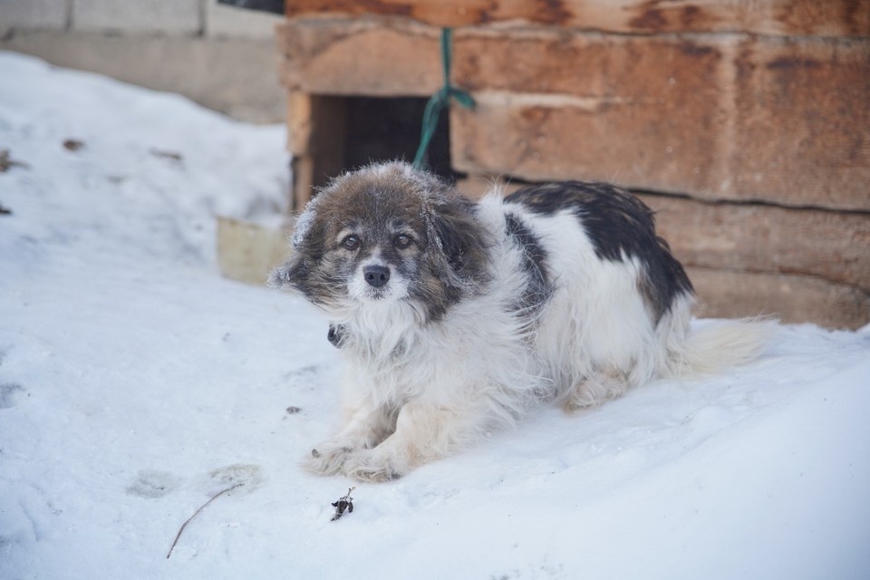    Осиротевшим питомцам попавшей в беду семьи из поселка Элита под Красноярском требуется помощь. ИВАНОВА Диана
