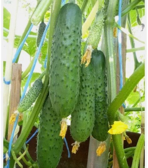 Огурец Рушничок: ранний пчелоопыляемый гибрид с сильным ароматом