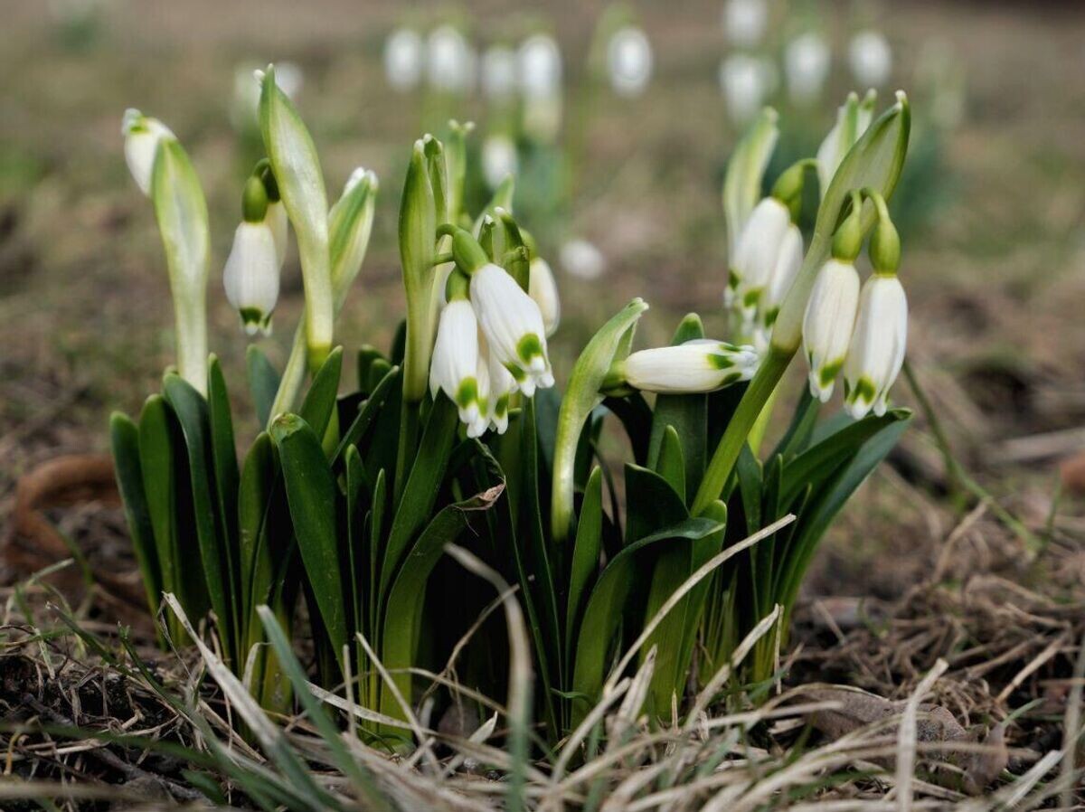   Подснежники в саду Русского музея | © Фото : Русский музей / Дарья Середюк
