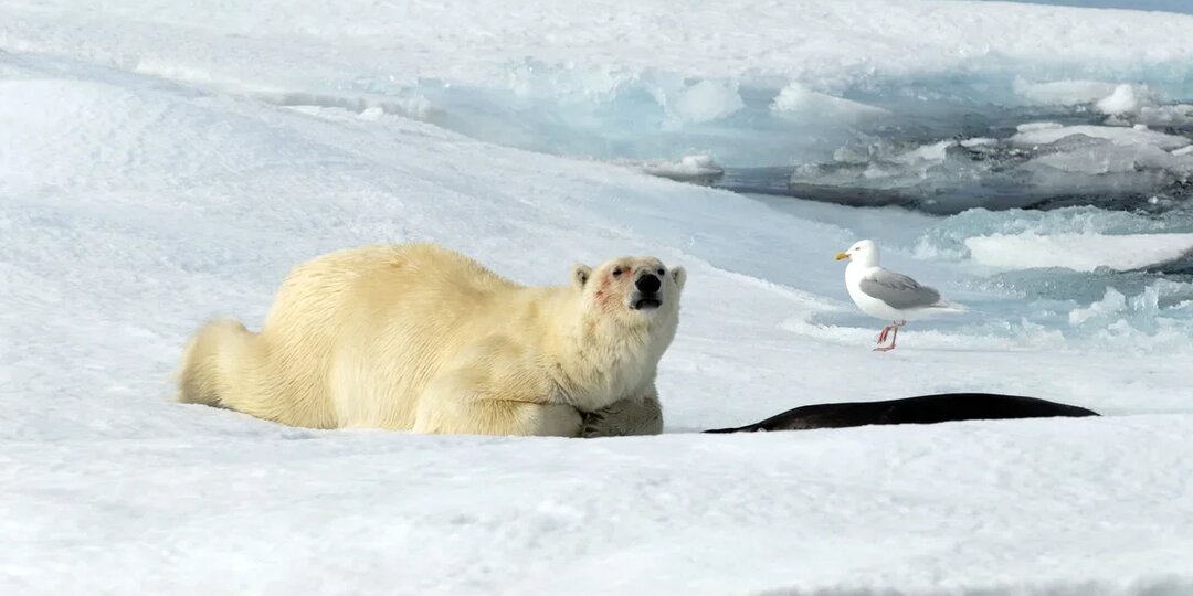 «Арктический диктант» – что это, где проходит и почему так популярен