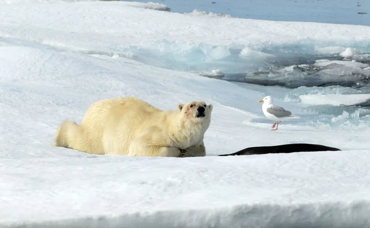    «Арктический диктант» – что это, где проходит и почему так популярен